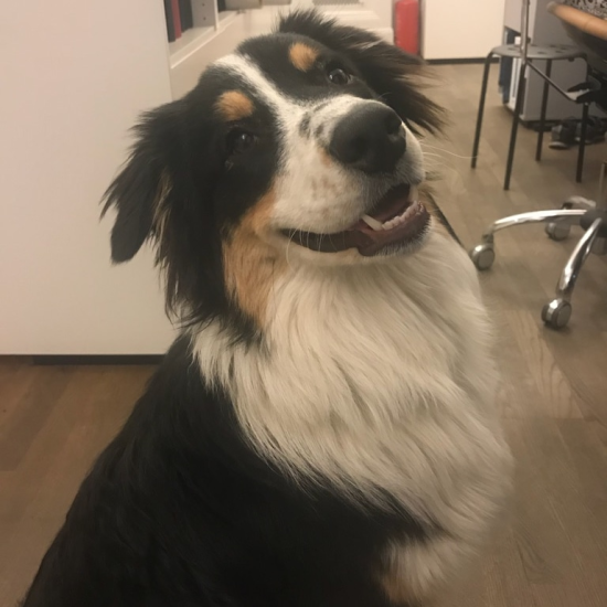 dog