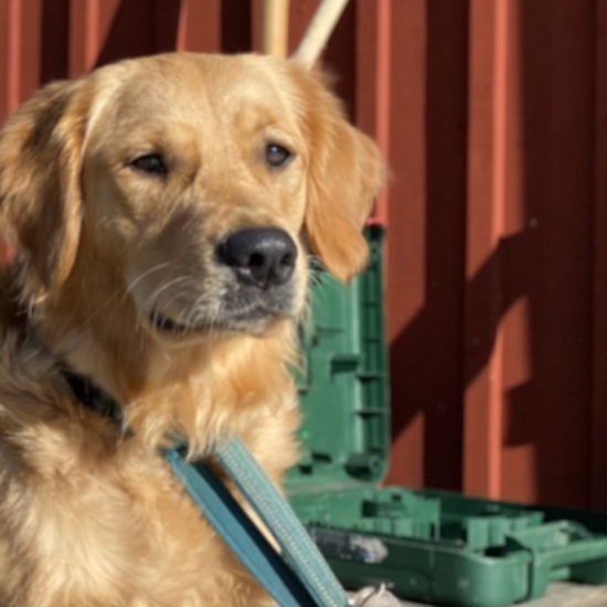 dog