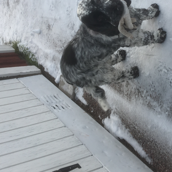 dog